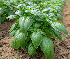 BASIL ITALIAN