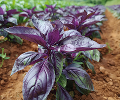 BASIL PURPLE