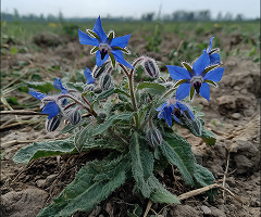 BORAGO