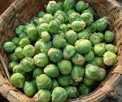 Brussels Sprout