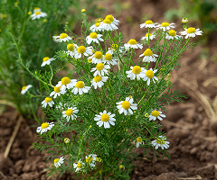 CHAMOMILE