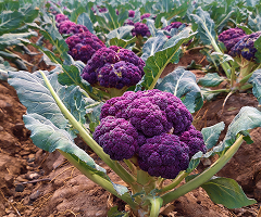 Cauliflower Purple