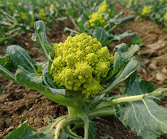 Cauliflower Romenesco
