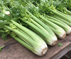 Celery