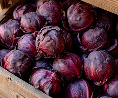 Chicory Red Ball