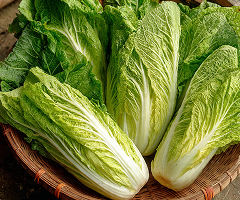 Chinese Cabbage