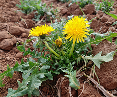 Dandelion