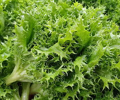 ENDIVE GREEN CURLED