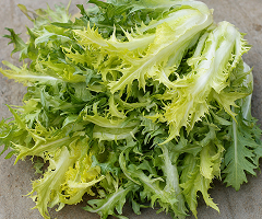 ENDIVE SALAD KING