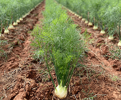 Fennel