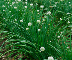 Garlic chives