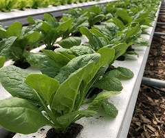 Hydroponic Spinach