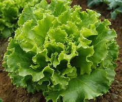 LETTUCE BLONDE DE PARIS