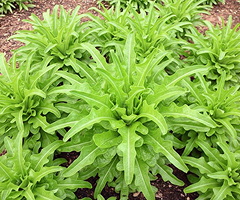 LETTUCE CATALOGNA GREEN