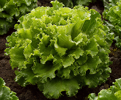 LETTUCE GRAND RAPIDS