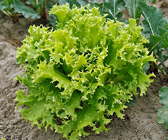 LETTUCE WALDSMANN GREEN