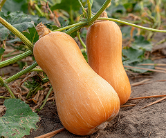 MG CALIFORNIAN BUTTERNUT F1