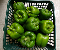 MG GREEN BELL 2011 F1