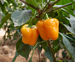 MG ORANGE BELL 2044 F1