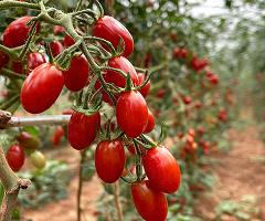 MG RED BULLET OVAL F1