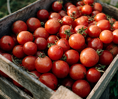 MG RED PEARL ROUND F1