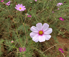 MG COSMOS FLOWER