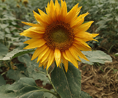 MG SUN777 F1 HYBRID SUNFLOWER