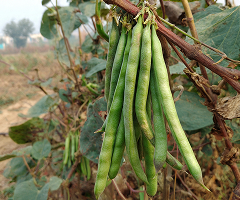 MG SUVARNA CLUSTER BEAN