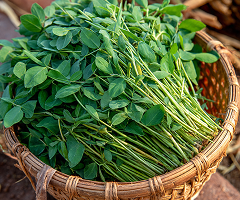 Methi Pusa Early Bunching