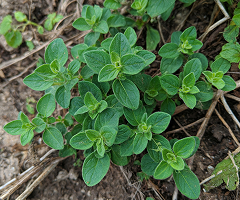OREGANO