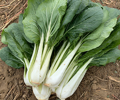 PAKCHOI WHITE STEM