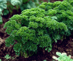 PARSLEY TRIPLE CURLED