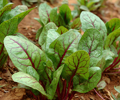 RED VEINED SORREL