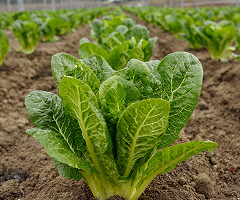 ROMAINE