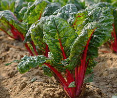Swiss Chard Rhubard Red