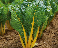 Swiss Chard Yellow Dorat