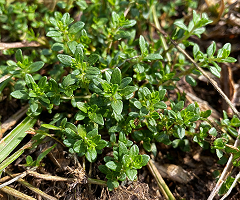 HERB THYME