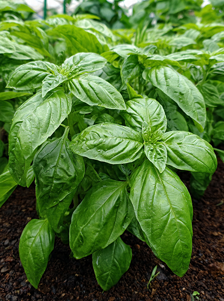BASIL ITALIAN LARGE LEAF