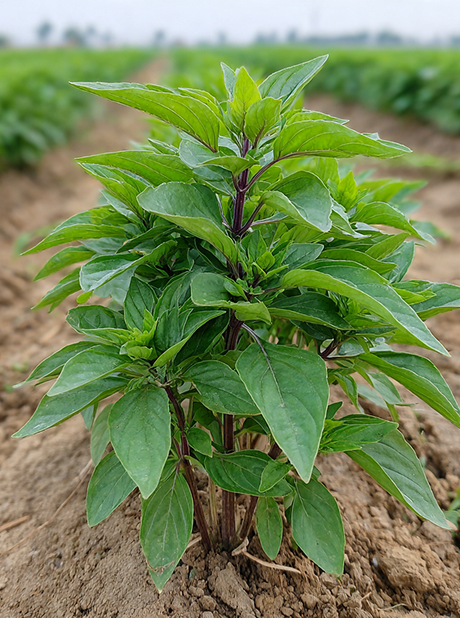 BASIL THAI