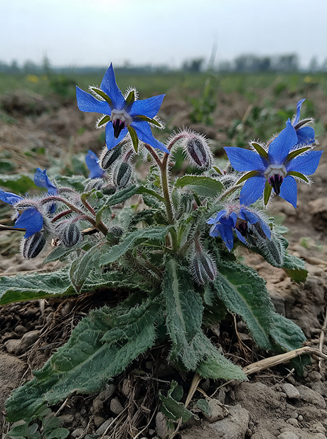 BORAGO