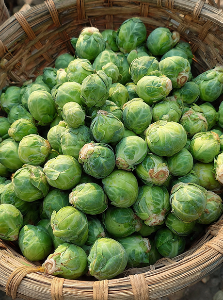 Brussels Sprout