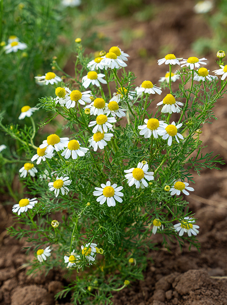 CHAMOMILE