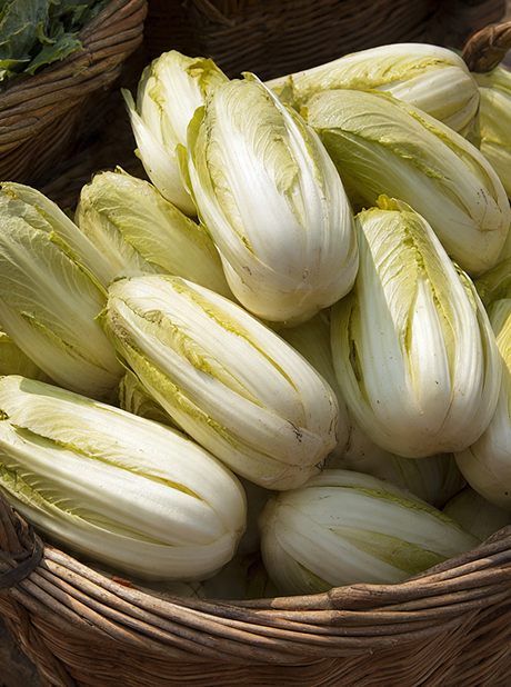 Chicory White Of Milan