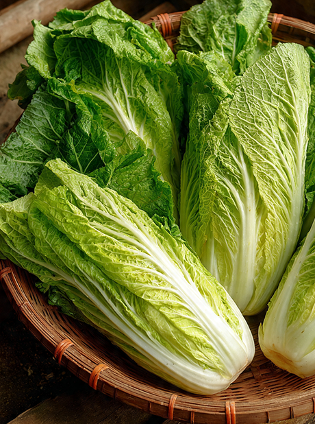 Chinese Cabbage
