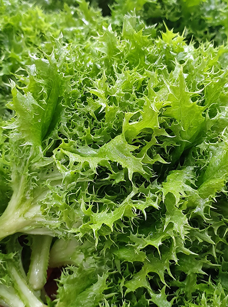 ENDIVE GREEN CURLED