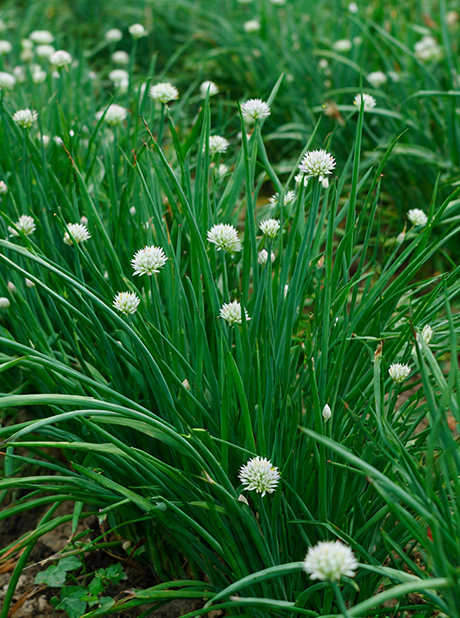 Garlic chives