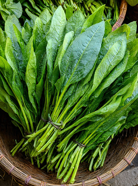 Green Sorrel Chakwat