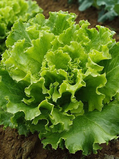 LETTUCE BLONDE DE PARIS