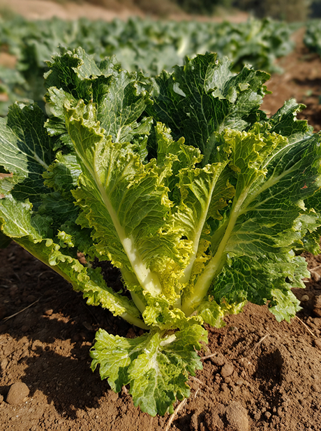 LETTUCE SUMMER CRISP ICE QUEEN