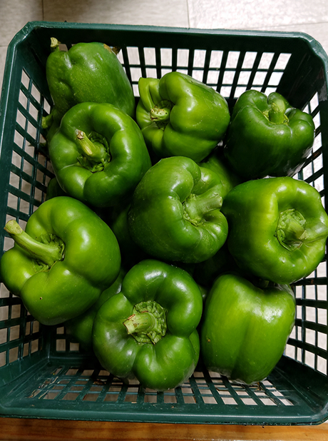 MG GREEN BELL 2011 F1